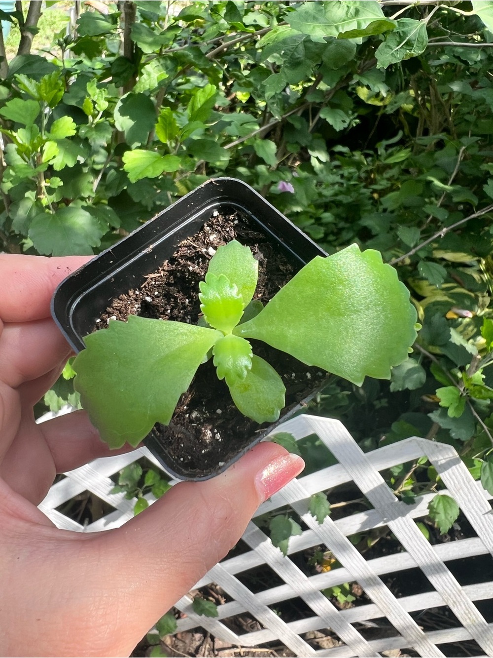 Mother of thousands Kalanchoe plant